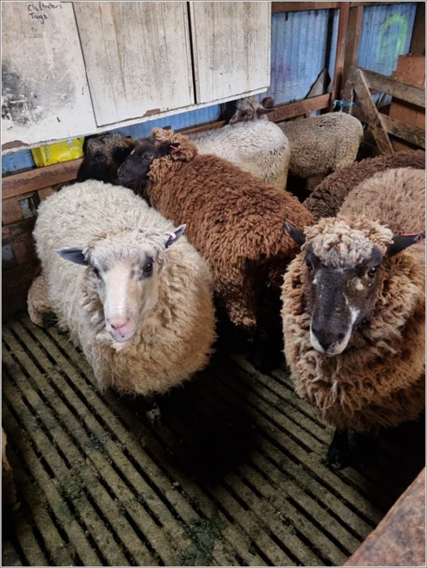 From my wool shed prior to shearing; note their interesting color patterns. Photo: Ian Stewart.